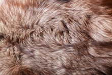 Natural Animal Fur Texture As Background