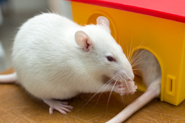 Wall Mural - White funny domestic pet rat and a toy house.