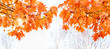 bright orange red oak leaves on light background. Beautiful nature Autumnal landscape. Golden Fall season concept. long banner. texture for design. soft selective focus