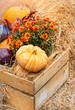 beautiful autumn composition with ripe pumpkins and flowers. Thanksgiving holiday concept. Autumn harvest, fall vegetables. copy space. soft selective focus