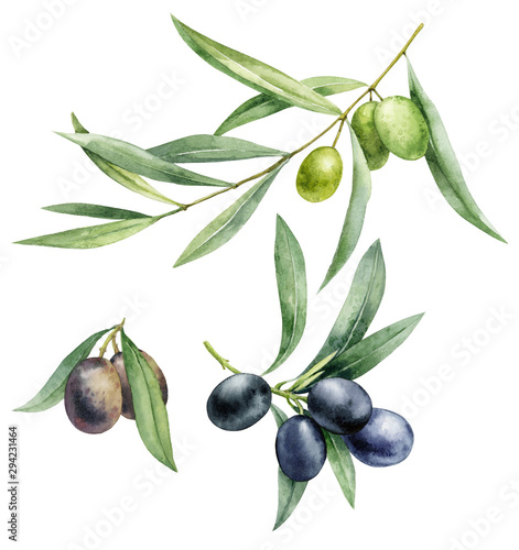 Fotografía Watercolor illustration set of green and black olives