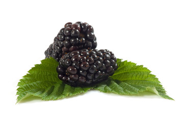 Wall Mural - Isolated image of ripe blackberry on white background closeup