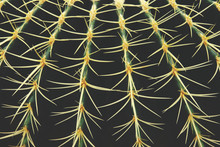 Closeup Of Echinocactus Grusonii, Golden Barrel Cactus Abstract Natural Pattern Background