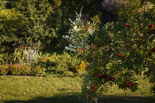 Red Rowan In A Decorative Home Garden; In The Foreground Are Branches With Red Berries, But Below Are Flowerbed, Conifers, Pyramidal Oak And Willow.
