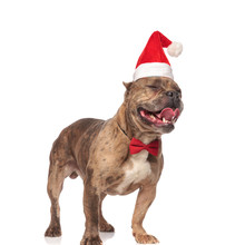 Smiling American Bully Wearing Christmas Hat And Red Bowtie