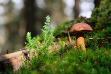 Growing In Moss, Brown Imleria Badia, Commonly Known As The Bay Bolete - Edible, Very Tasty Mushroom