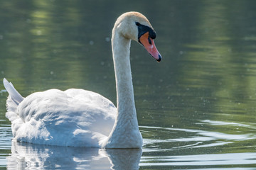 Wall Mural - Swan in the lake