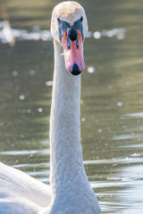 Wall Mural - Swan in the lake