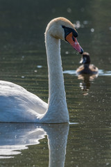 Sticker - Swan in the lake