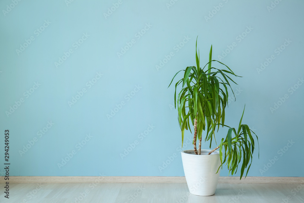 Pot with houseplant near color wall