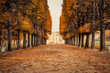 Alley of Luxembourg Gardens, Jardin du Luxembourg in Paris France, covered with orange autumn leaves on an Autumn day