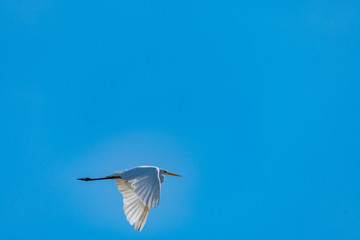 Poster - heron in flight