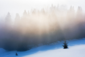  misty morning in the winter. spruce forest on a snow covered slope in glowing fog. beautiful nature background at sunrise