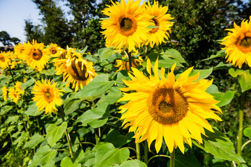  Field of sunflowers in Northern Ireland