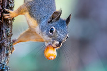 Winter Is Coming: An Oregon Squirrel Gathers Acorns In Preparation For Winter