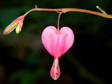 Macro Of A Pink Bleeding Heart Flower On Black Background With Copy Space