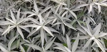 White Sage Plants (Artemisia Ludoviciana)