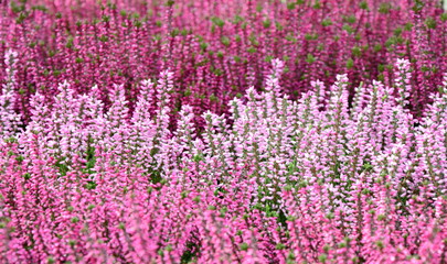 Heidekraut - Erika - Textur - Hintergrund - in der Heide