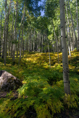 Wall Mural - The Beginning of Fall Colors in Colorado Rocky Mountains