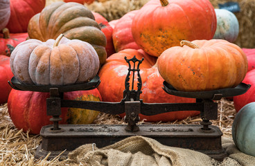 various types of  pumkins for sale at a market during autumn