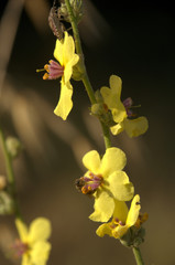 Poster - Verbascum nigrum; black mullein in Tuscan meadow