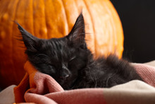 Black Maine Coon Cat Sleeping In Plaid Blanket