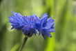 Natural blue cornflower in informal garden in Walenstadt, Swiss Alps