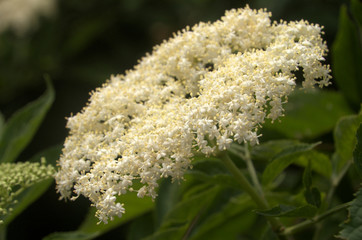 Poster - Sambucus sp.; White elder flowers in woodland, Switzerland