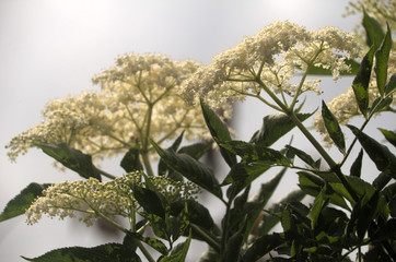 Poster - Sambucus sp.; White elder flowers in woodland, Switzerland