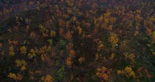 Autumn Color Forrest, Aerial, Tilt Up, Drone Shot, Over Dwarf Birch Tree Forest, Betula Nana, Revealing The Saana Fell, On A Dark Moody, Fall Day, In Kilpisjarvi, Enontekio, Finland