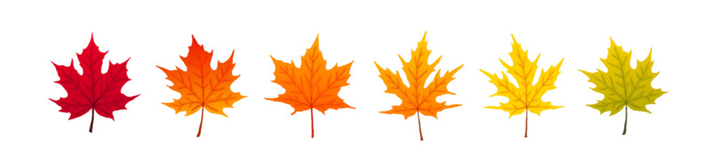 autumn leaves collection