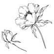 Vector Peony floral botanical flowers. Black and white engraved ink art. Isolated peonies illustration element.
