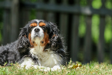 Sticker - Cavalier King Charles Spaniel dog