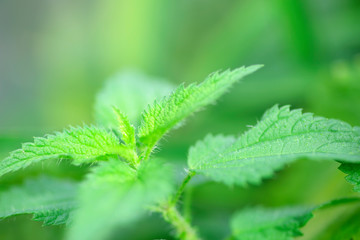 Poster - nettle plant in a garden. growing of green vegetable. botanical macro background