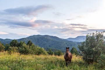 horses on a meadow