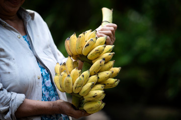 Wall Mural - Local workers in the banana plantation, female farmers raise bananas on an organic farm, Thai Smile Farm.