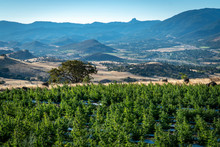 Rows Of Marijuana Plants On A Farm In The Hills Above Ashland In Southern Oregon On A Beautiful Sunny Summer Morning