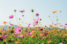 Colorful Of Cosmos In Field.