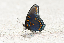 Butterfly 2019-136 / Red-spotted Purple Admiral (Limenitis Arthemis)