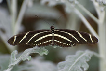 Butterfly 2019-141 / Zebra Longwing (Heliconius Charithonia) On Dusty Miller 