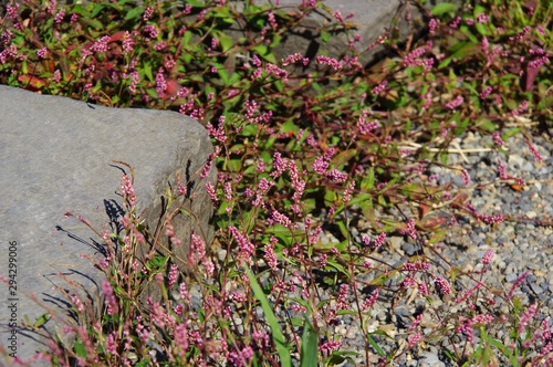 タデ科の雑草が花を咲かせた Buy This Stock Photo And Explore Similar Images At Adobe Stock Adobe Stock