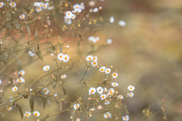 Wall Mural - The blurry nature background of white flowers, cosmos, that grows in parks or tourist attractions, adorns for beauty and indulgence during sightings.