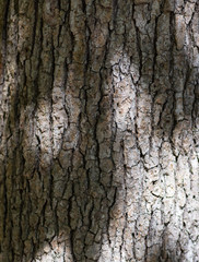 tree bark back ground with sunlight and shadows