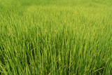 Fototapeta  - Green rice field
