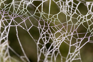 spider web with dew in its habitat