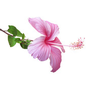 Fresh  Hibiscus Rosa Sinensis Flowers Pink Color Petal Blooming With Long Pollen Patterns And Green Stem Leaves Isolated On White Background