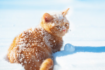 Red cat walks in deep snow during a snowfall in winter