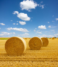 Yellow Golden Straw Bales Of Hay In The Stubble Field, Agricultural Field Under A Blue Sky With Clouds