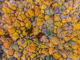 Fototapeta Do pokoju - aerial view of autumn forest