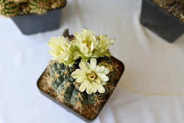 Sticker - Yellow flowers on a cactus growing in a pot.